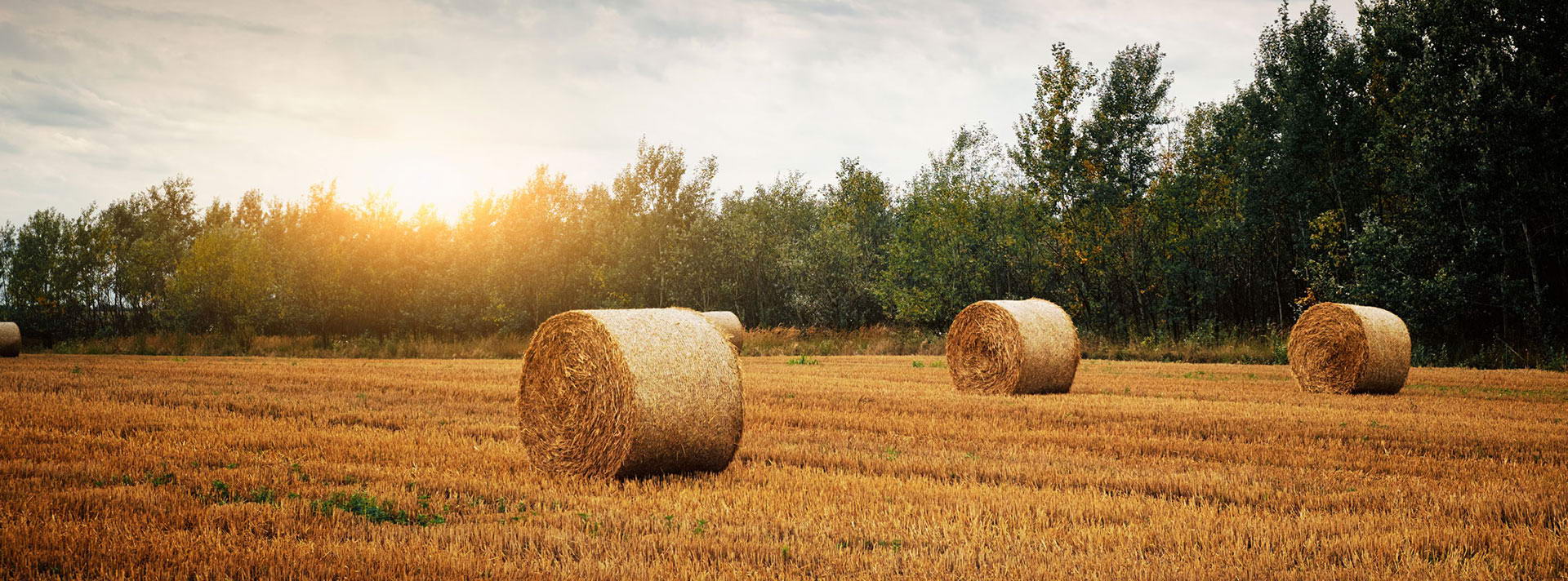 KARATZIS S.A.  FICELLE AGRICOLE